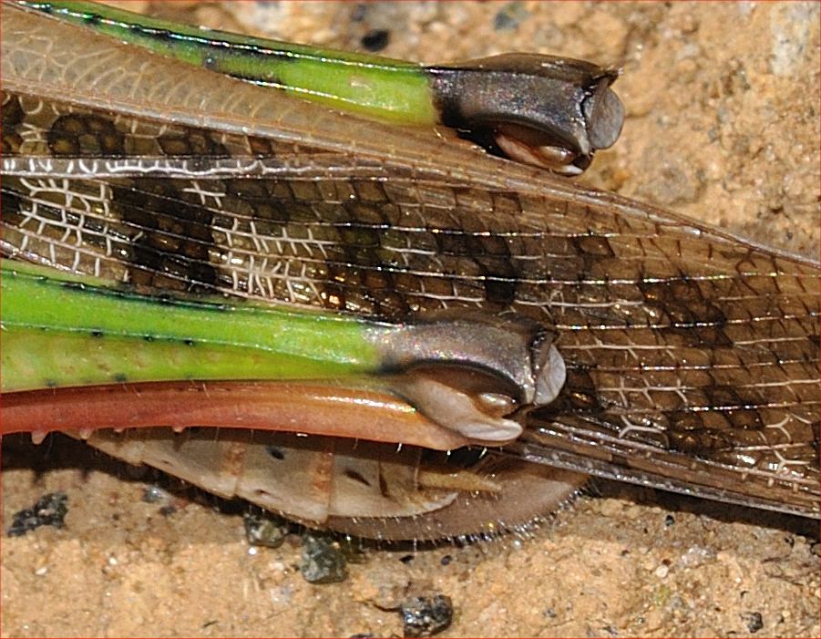 Locusta migratoria